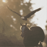 IMG_1905.gif